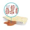 Biatain® Yapışkanlı 10*10 cm